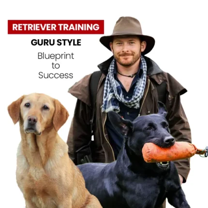Retriever Training - Guru Style