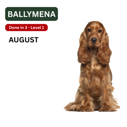 Ballymena Dog Training and puppy socialisation classes