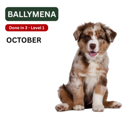 Ballymena dog training and puppy socialisation classes