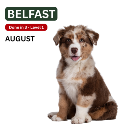 Dog Training Classes Belfast