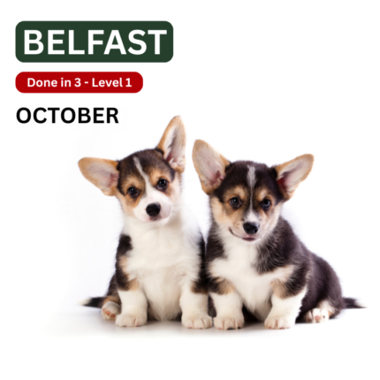 Belfast Dog Training Classes