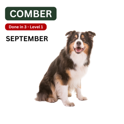 Dog Training Classes Comber Newtownards, Bangor