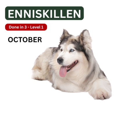 Dog Training Obedience classes enniskillen fermanagh