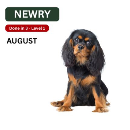 Dog Training Puppy Training Newry