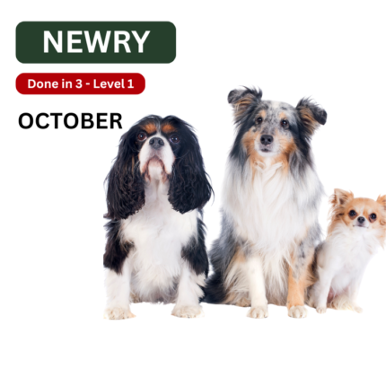 Newry Dog Training and Obedience Classes for Puppies and Adult Dogs
