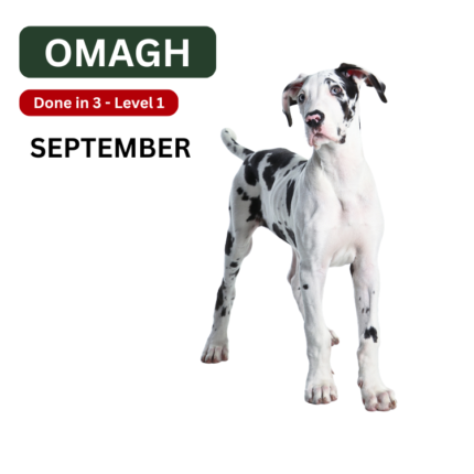 Dog Training Obedience Classes Omagh
