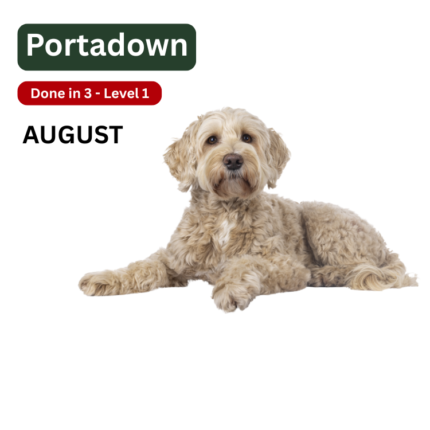 Portadown Dog Training Classes