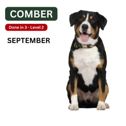 Dog Training Classes Comer Newtownards Area North Down